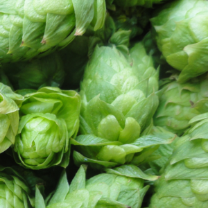 hopplant